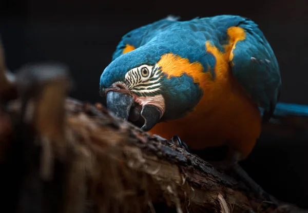 Blue Throated Macaw Zoo — Stockfoto