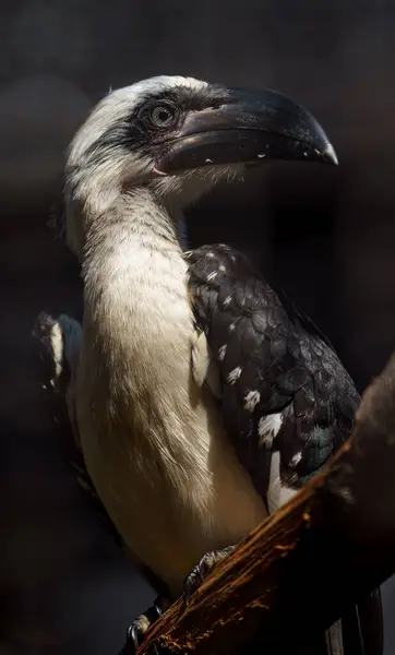 Von Der Decken Hornbill Zoo — 스톡 사진