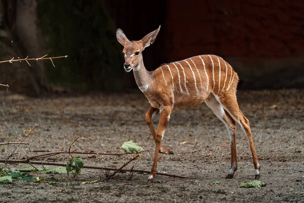 Hayvanat Bahçesinde Daha Kudu — Stok fotoğraf