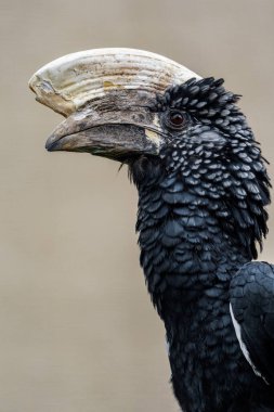Silvery-cheeked hornbill in zoo