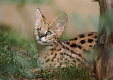 Portrait of Serval in zoo