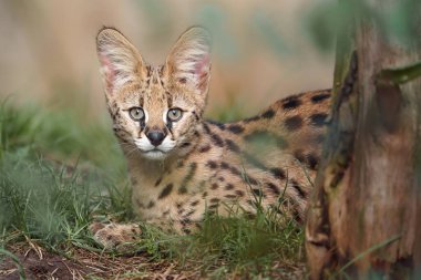Portrait of Serval in zoo