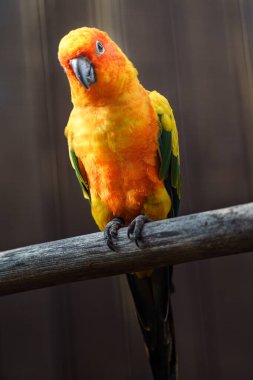 Sun parakeet on branch