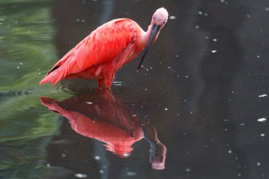 Scarlet ibis in zoo