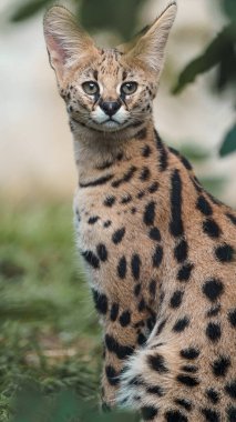 Portrait of Serval in zoo