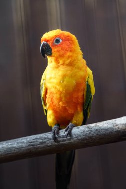 Sun parakeet in zoo