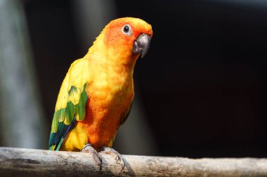 Sun parakeet in zoo