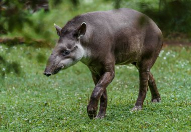 South American tapir in zoo clipart