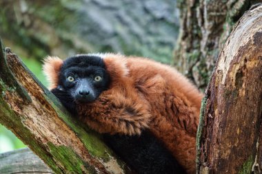Red ruffed lemur in zoo