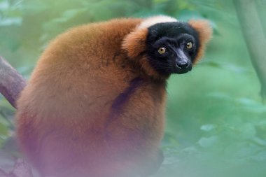 Red ruffed lemur in zoo