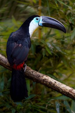 Channel-billed toucan in zoo