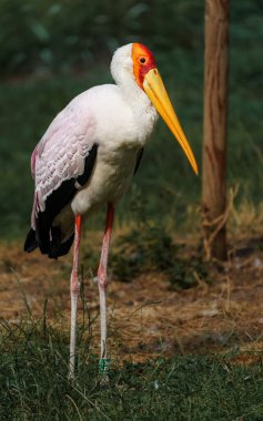 Yellow-Billed Stork in zoo
