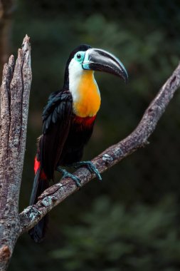 Channel-billed toucan in zoo