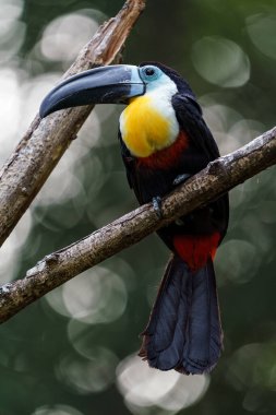 Channel-billed toucan in zoo