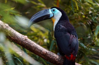 Channel-billed toucan in zoo