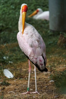 Yellow-Billed Stork in zoo
