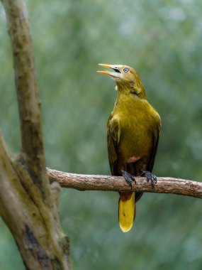 Portrait of Green oropendola