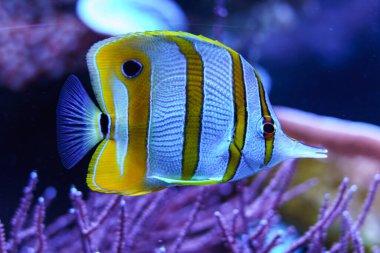 Copperband butterflyfish akvaryum