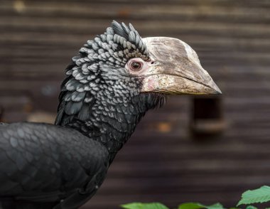 Portrait of Silvery-cheeked hornbill