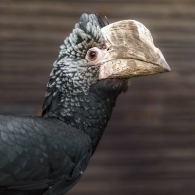 Portrait of Silvery-cheeked hornbill