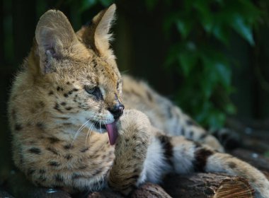 Portrait of Serval in zoo