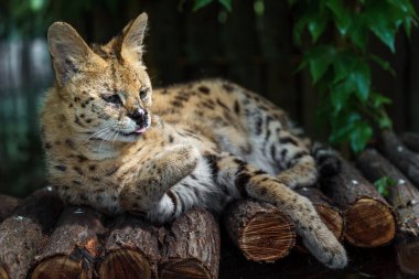 Portrait of Serval in zoo