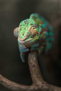 Portrait of Panther chameleon