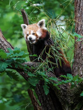 Red panda portresi