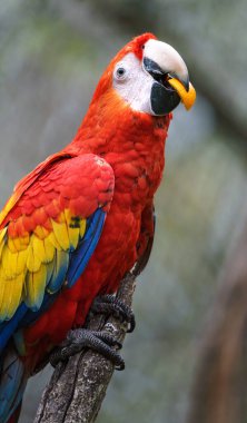 Scarlet macaw in zoo