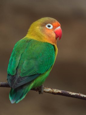Fischers Lovebird in zoo