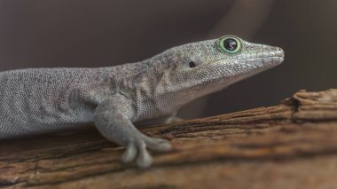 Standing's day gecko in zoo