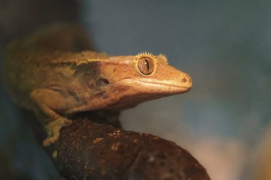 Crested gecko in zoo