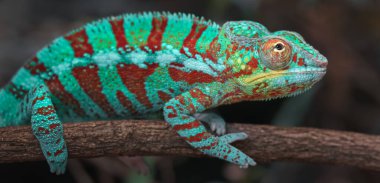 Panter bukalemun dalı