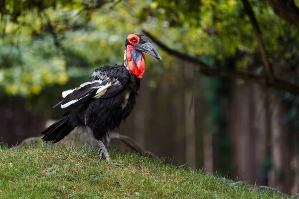 Southern Ground Hornbill Zoo — 스톡 사진