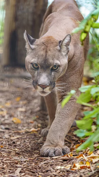 Retrato Cougar Zoológico —  Fotos de Stock
