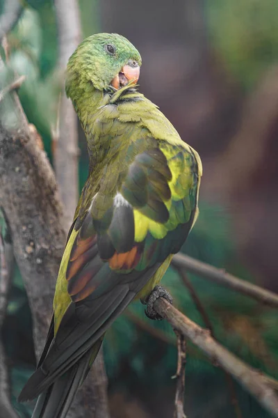 Papagaio Regente Zoológico — Fotografia de Stock