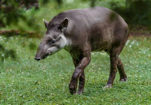 Tapir Sudamericano Zoológico —  Fotos de Stock