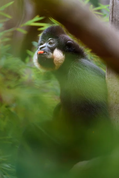Yellow Cheeked Gibbon Zoo — Stock Fotó
