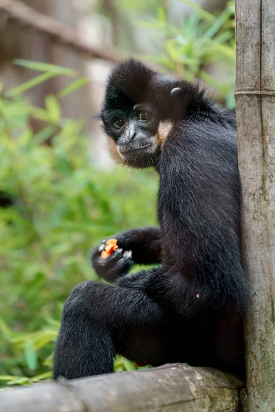 Sárga Arcú Gibbon Állatkertben — Stock Fotó