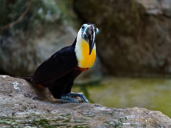 Channel-billed toucan in zoo