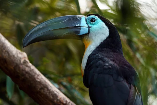 Channel-billed toucan in zoo