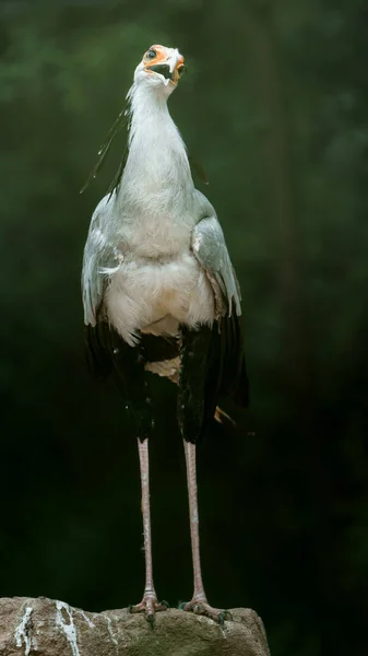 Portrait Secretarybird Zoo — 스톡 사진