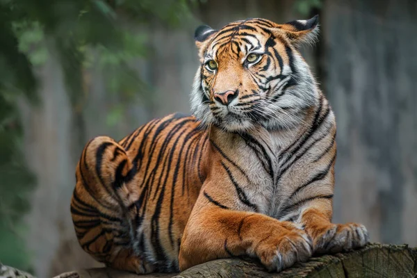 Porträtt Sumatra Tiger — Stockfoto