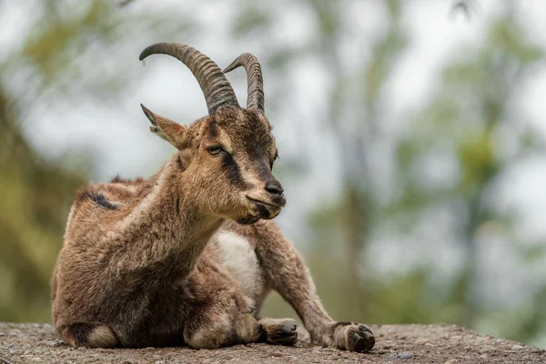 Portrait Cretan Goat — 图库照片