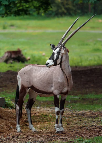 Portrait South African Oryx — Stok fotoğraf
