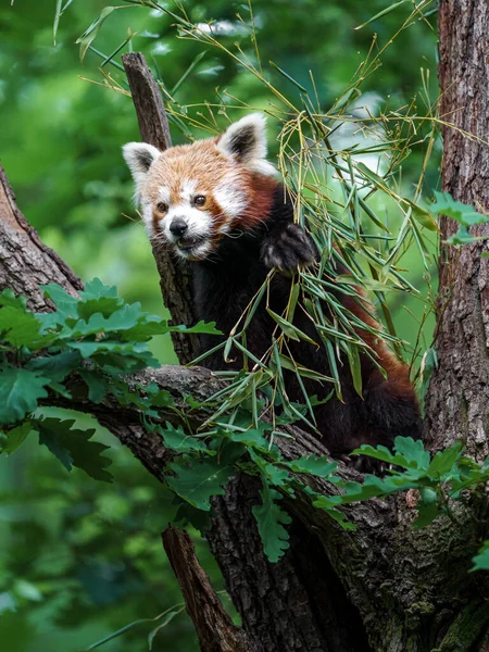 Retrato Panda Rojo — Foto de Stock