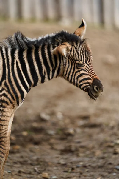 Retrato Zebra Burchell — Fotografia de Stock