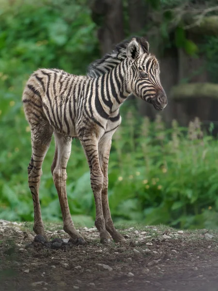 Zebra Burchell Zoológico — Fotografia de Stock
