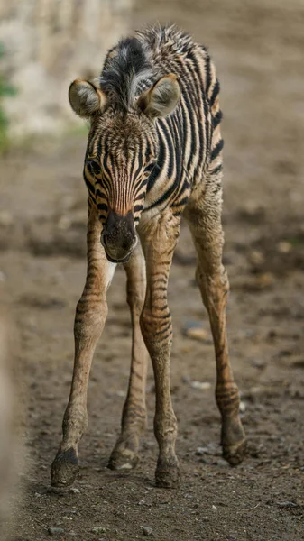 Zebra Burchell Zoológico — Fotografia de Stock