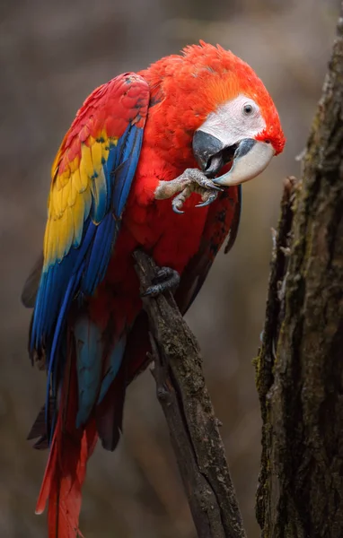 Scarlet Macaw Zoo — Zdjęcie stockowe